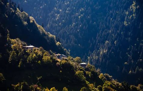 Wallpaper forest, trees, landscape, mountains, nature, Wallpaper, home ...