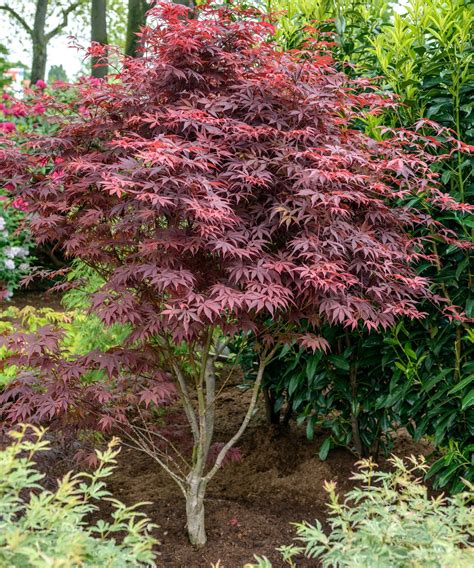 Varieties of Japanese maples – 10 show-stopping acers | Homes and Gardens