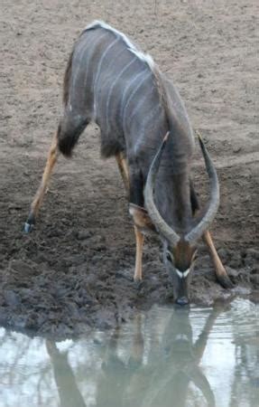 Mkuze Game Reserve Tourism (2023): Best of Mkuze Game Reserve, South ...