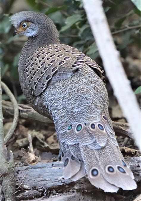 Gray Peacock-pheasant (Polyplectron bicalcaratum) — Coke Smith Wildlife