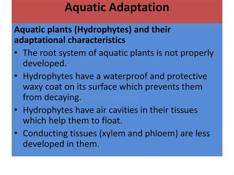 Adaptation | PPTX