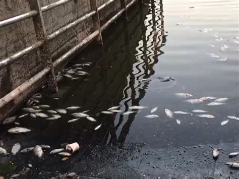 Mysterious death of large number of fish in Vadodara's Sindhusagar lake ...