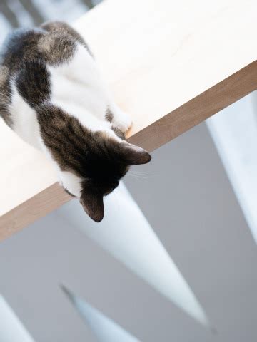 Download wallpaper cats, table, play, section cats in resolution 360x480