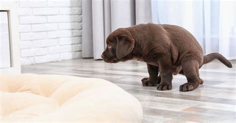 Image result for Dog Eating Pudding Poop