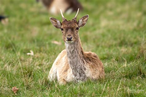 European Fallow Deer (Dama dama) | Wildlife Vagabond