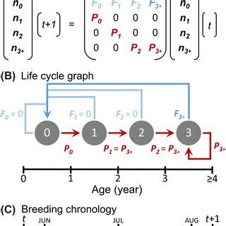 Image result for Transition Matrix in Animal Behavior
