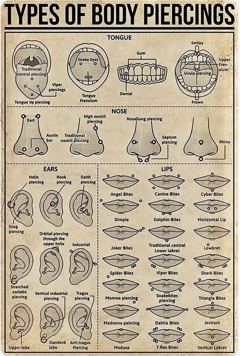 Pin by spike on repiercing plan | Face piercings, Piercing chart ...