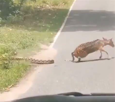 Image result for Python Attacks Deer