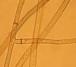 TNAU Agritech Portal :: Crop Protection