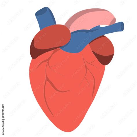 Image result for Cardiovascular System Cartoon