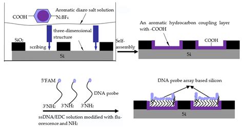 Connection of ssDNA to Silicon Substrate Based on a Mechano–Chemical Method