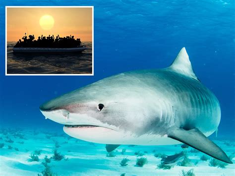 Tiger Shark Vs Bull Shark