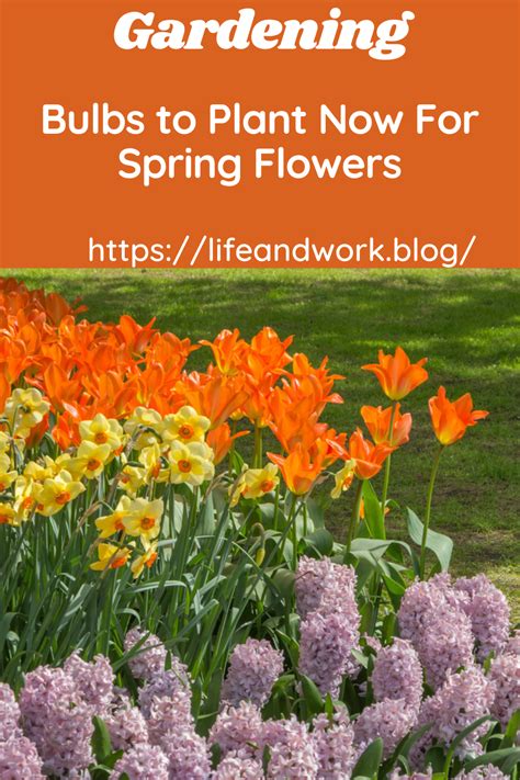 Image result for Planting Bulbs for Spring