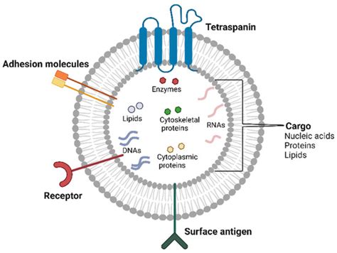 Cell Progression and Survival Functions of Enzymes Secreted in ...