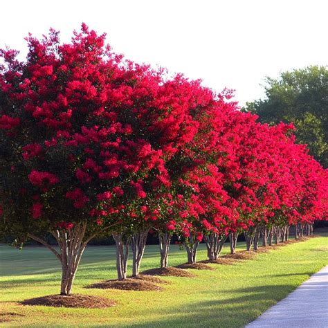 13 Drought-Tolerant Trees to Consider Planting in Your Yard