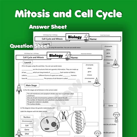 Mitosis and Cell Cycle worksheet - Worksheets Library