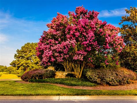 Crepe Myrtle Information - Learn About The Lifespan Of Crepe Myrtles