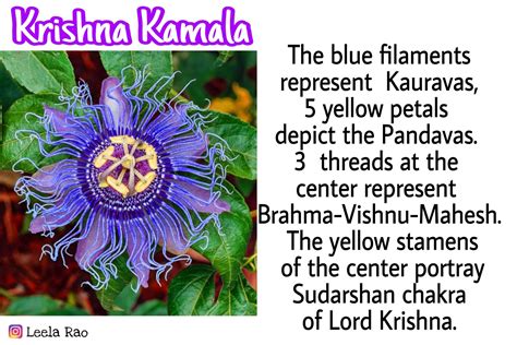 Krishna Kamala Mythology in 2022 | Krishna, Brahma, Petals