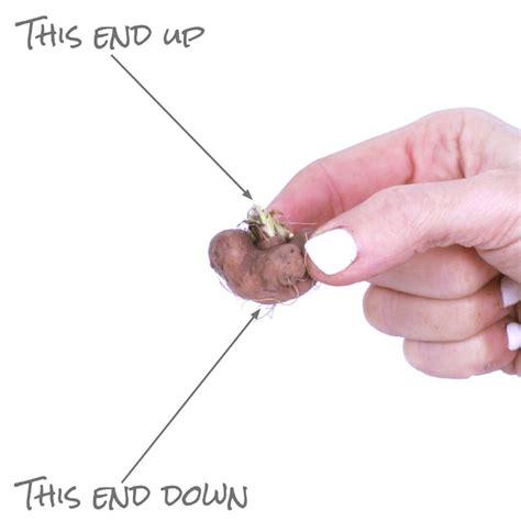 Van Zyverden White Blazing Star Liatris Spicata White Bulbs 25-Count ...