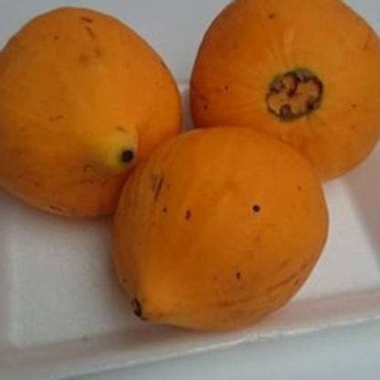 Clausa Fruit Plant (Plinia clausa) – veliyathgardens