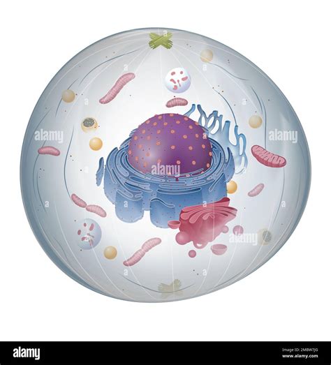 Cell Structure 的图像结果