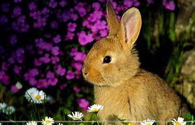 Image result for Funny Bunny Pics