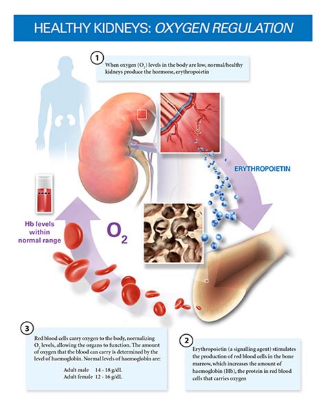 Image result for Explain Red Cell Production