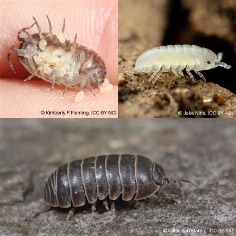 Armadillidium Vulgare Wikipedia, 42% OFF | www.itatelhas.com