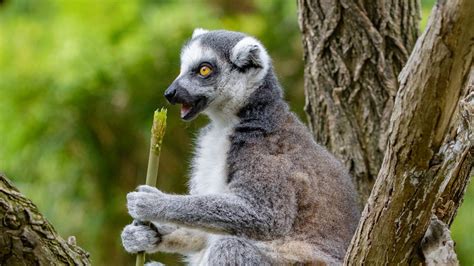 Download wallpaper 1366x768 lemur, food, tree, snack, rest tablet ...