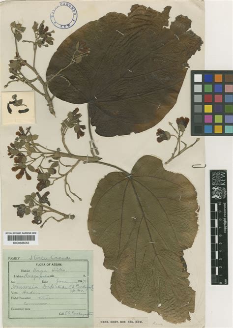 Mansonia J.R.Drumm. | Plants of the World Online | Kew Science