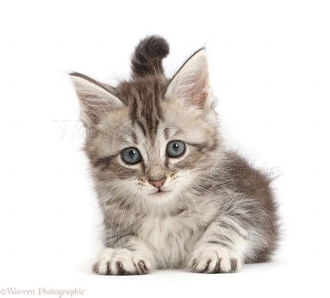 Grey tabby kitten photo WP50505