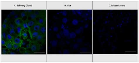 Insects | Special Issue : Plant Manipulation by Insects: Galls, Green ...