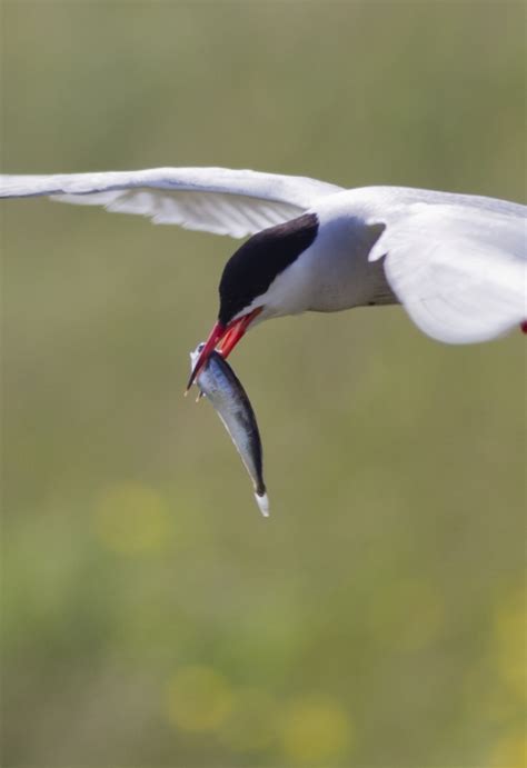 Pond Island National Wildlife Refuge | U.S. Fish & Wildlife Service