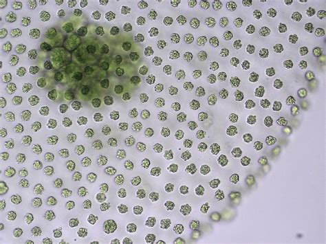 Volvox Microscope 400x