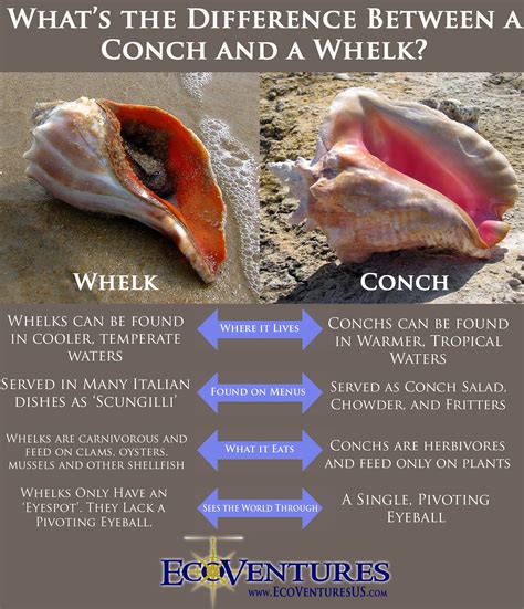 What Is A Conch Definition at Noah Marryat blog