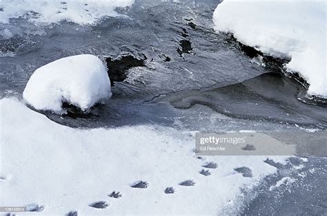 Raccoon Tracks In Snow On Top Of Crockery Creek Michigan Usa High-Res ...