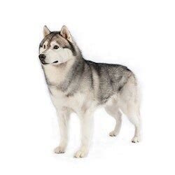 Siberian Husky Dog Breed Information | Purina US