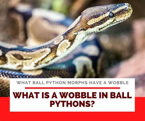 Ball Python Wobble 的图像结果