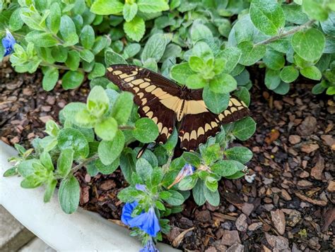 North Carolina Zoo, Asheboro, NC: Information, Tickets and Reviews
