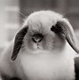 Image result for lop bunny care