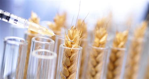 Gene editing may be a game-changer in improving crop resilience and ...