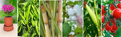 Casa De Amor Root Care Vam Mycorrhiza Organic Plant Essential Root ...