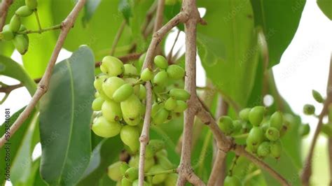 Image result for Java Plum Fruit Tree