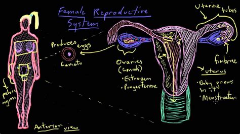 immune system khan academy