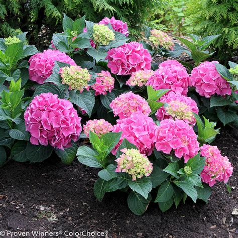Bigleaf Hydrangea Plants For Sale at Jasper Butler blog