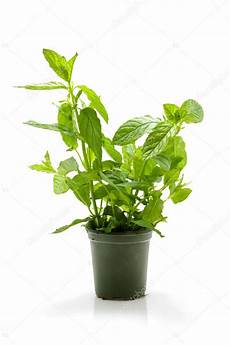 menta in vaso pianta di menta in vaso foto stock 169 sannie32 2826023 menta in vaso pianta di menta in vaso foto stock 169 sannie32 2826023