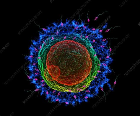 Image result for fertilisation