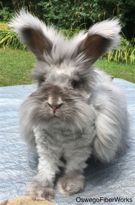 English Angora Rabbits