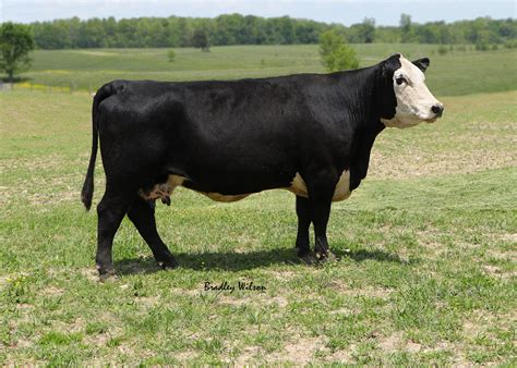 Black Angus Cattle