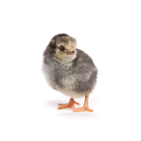 Columbian Wyandotte Chicken